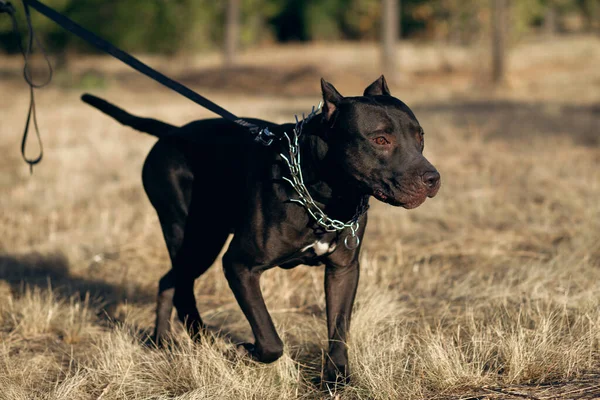 A black pitbull with a spiky collar walks through the park on a leash. A dangerous breed of dog obediently listens to its owner. Free space for text. Pitbull is an excellent protector and guard