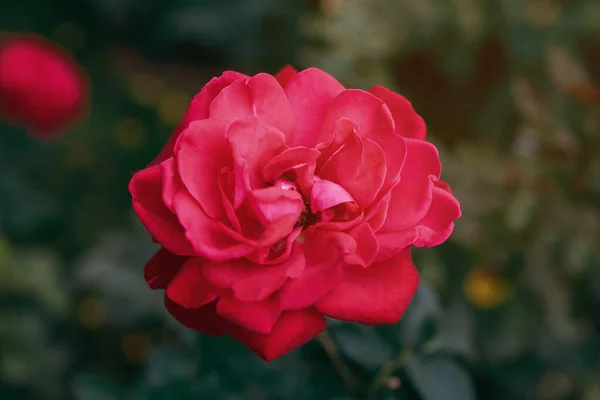 Red flower on the background of a green lawn. Large rose with beautiful red petals close-up