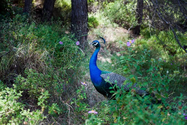 Peacock in forest — Stock Photo, Image