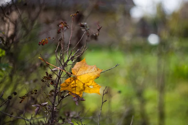 Folha de outono em galhos secos Imagens Royalty-Free