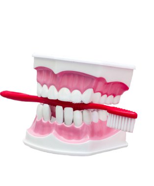 Çene ve diş fırçası izole