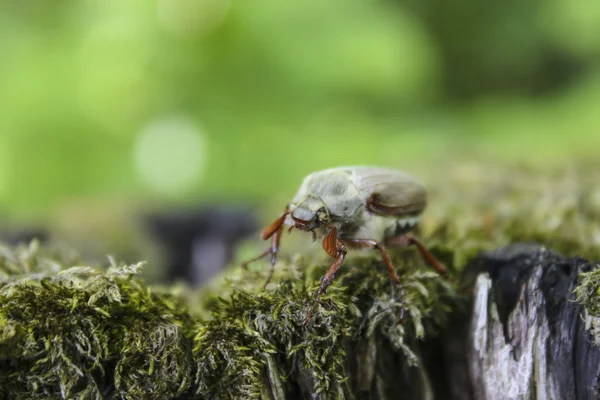 Güdük üzerinde büyük Maybug