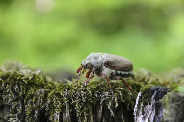 Velké Maybug na pařezu — Stock fotografie