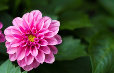 Pembe kasımpatı çiçeği