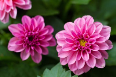 pembe kasımpatı çiçekleri