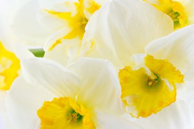 Arka plan nergis çiçek tomurcuk