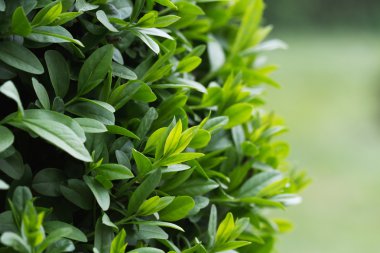 Yeşil çiçek açan çalıların arasında Botanik Bahçesi