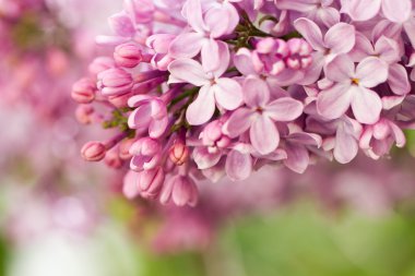 Lilac flowers in botanical garden clipart