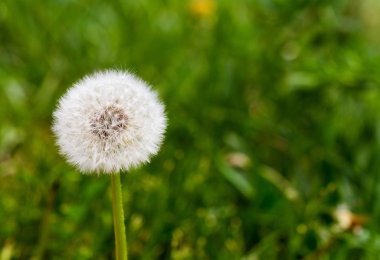 Karahindiba metni için bir yer ile çimenlerin üzerinde
