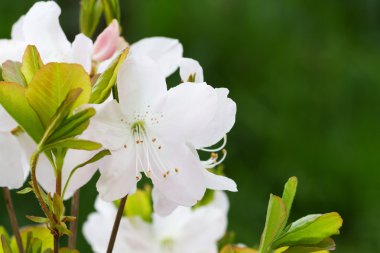 Beyaz sakura çiçekler