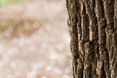 Ağaç kabuğunun yakın plan görüntüsü