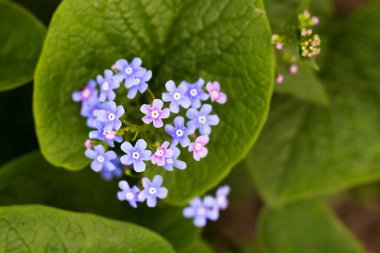 Grup mavi phlox divaricata