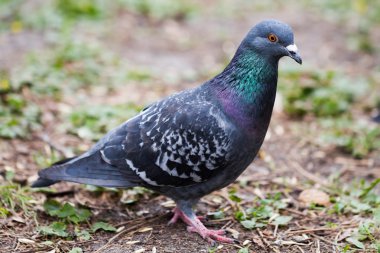 Botanik Bahçesi güvercin