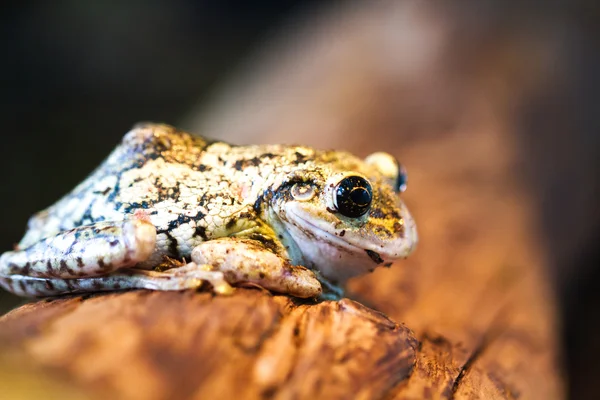 Close-up weergave kikker op een tak — Stockfoto