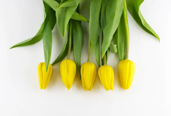 Fehér sárga tulipánok — Stock Fotó
