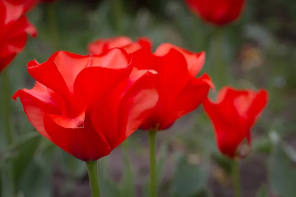 Piros virágzó tulipán — Stock Fotó