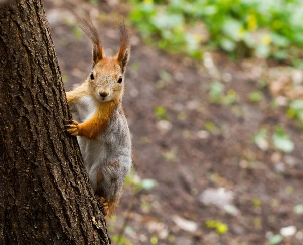 Red squirrel on the tree — Stock Photo, Image