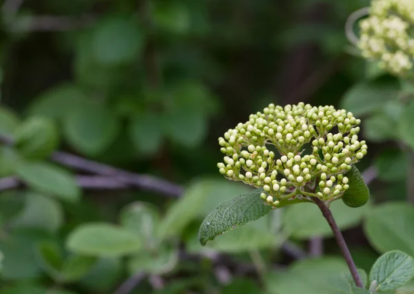 Flores verdes florescendo no jardim botânico — Fotografia de Stock