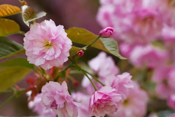 Blühende rosa Sakura-Blüten — Stockfoto