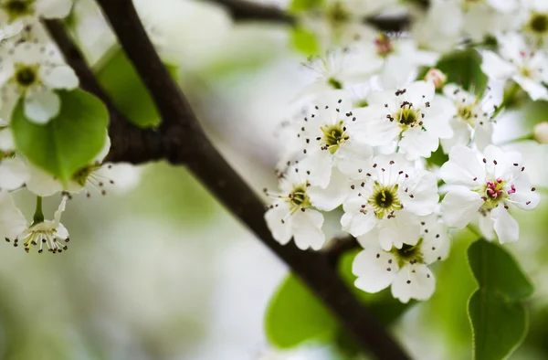 Blooming apple tree flowers — Stock Photo, Image