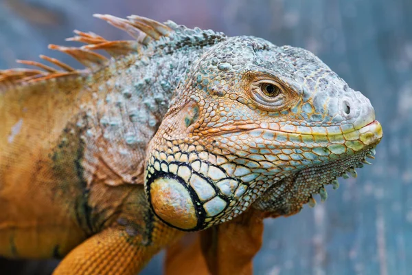 Multi-gekleurde Iguana.Focuse op het eerste gezicht. — Stockfoto