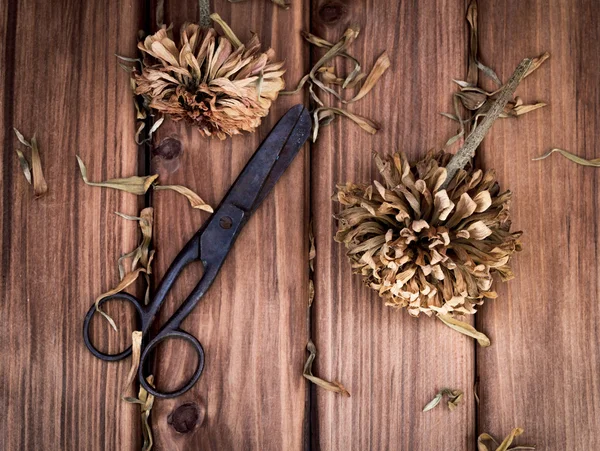 Vintage scissors and dried wild flowers — Stock Photo, Image