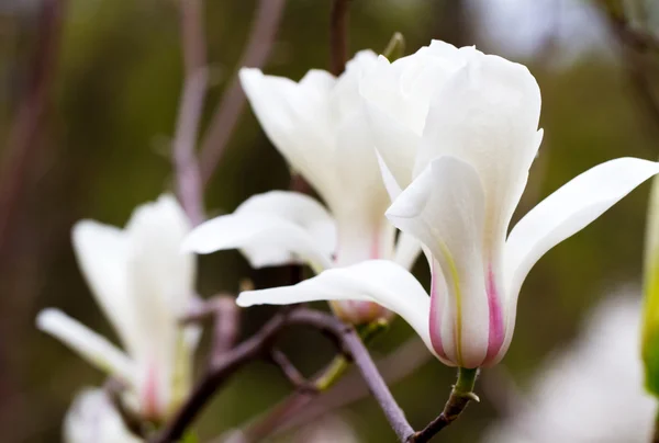 Kvetoucí magnólie v botanické zahradě — Stock fotografie