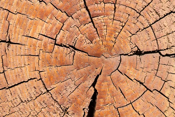 Textura de madera del tronco de árbol cortado — Foto de Stock