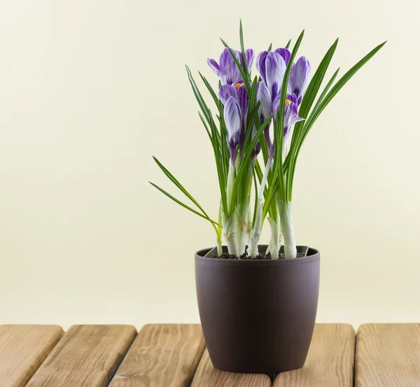 Flowers in a pot on wooden — Stock Photo, Image