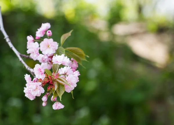 Kvetoucí sakura růžové květy — Stock fotografie