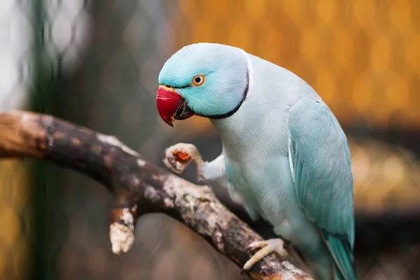 Vista ravvicinata del pappagallo blu — Foto Stock