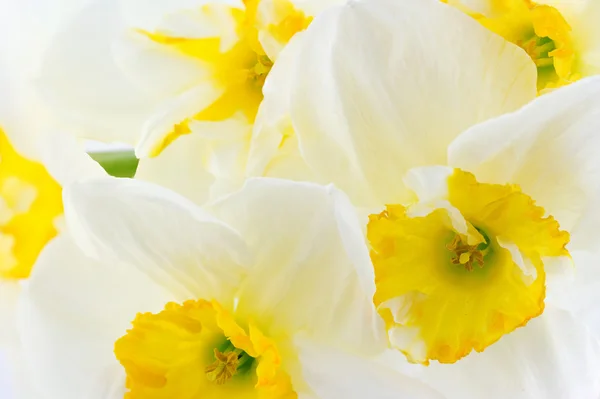 Narcisser blommor bud bakgrund — Stockfoto