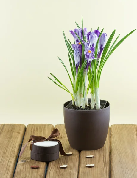 Crocus flowers in a pot with gift box — Stock Photo, Image