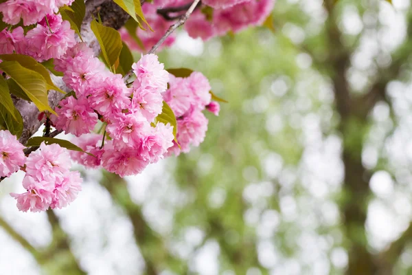 Kwitnące kwiaty różowe sakura — Zdjęcie stockowe