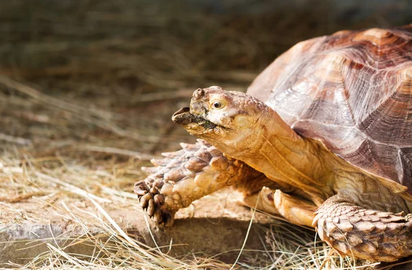 Gammal sköldpadda i ett terrarium — Stockfoto