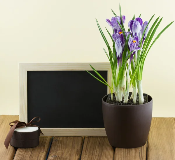 Crocus flowers in a pot with empty blackboard — Stock Photo, Image