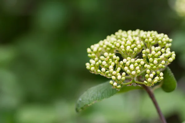 Flor verde no jardim botânico — Fotografia de Stock