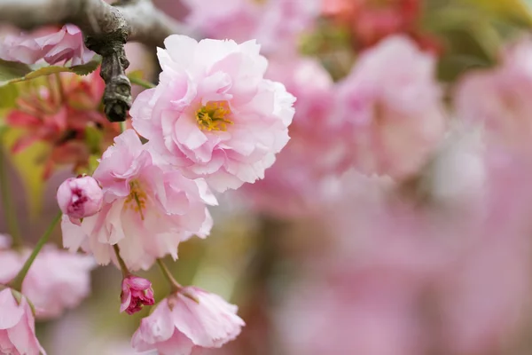 Rosa Sakura-Blüten — Stockfoto