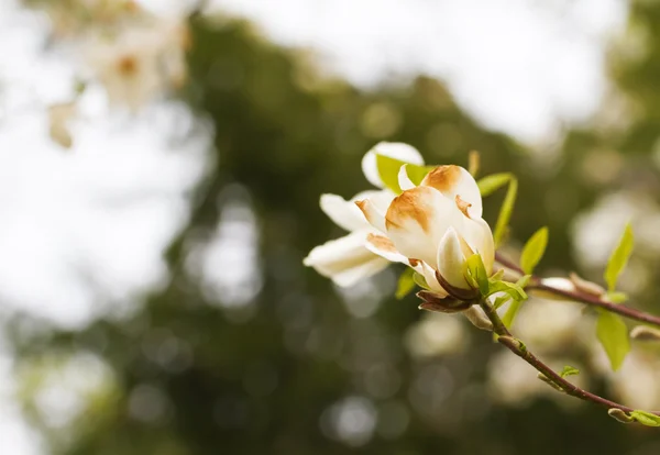 Blühende Magnolie im botanischen Garten — Stockfoto