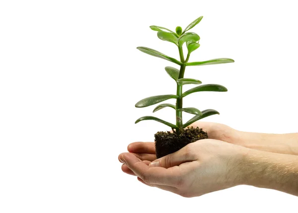 Green plant with soil — Stock Photo, Image