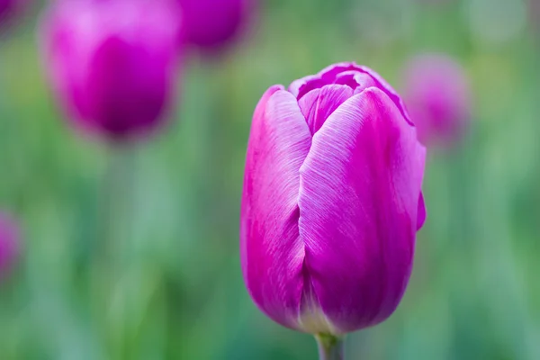 Tulipas roxas florescentes — Fotografia de Stock