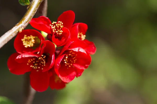 Flores rojas florecientes —  Fotos de Stock