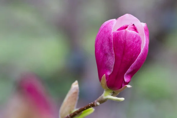 Purple blooming magnolia — Stock Photo, Image