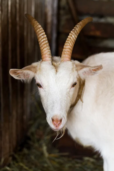 Белая коза с рогами в сарае — стоковое фото