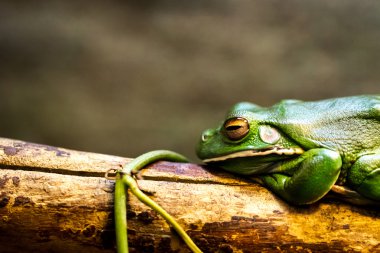dalı yeşil kurbağa