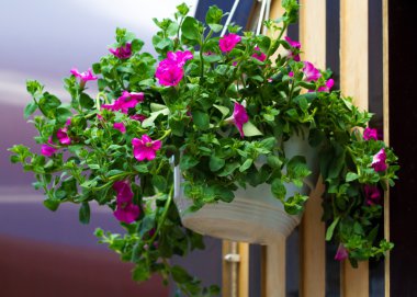 Tencerede mor Petunya çiçek