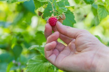 Erkek el ahududu kendiniyoluyor