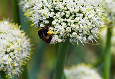 Yaban-arısı nektar çiçekleri soğan toplama