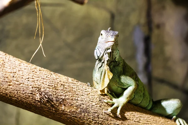 Kleurrijke Iguana op tak — Stockfoto