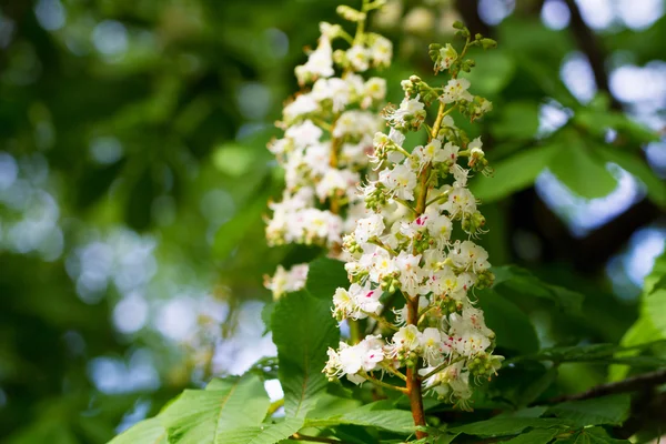 Kwitnące drzewa kasztanowca w ogrodzie botanicznym — Zdjęcie stockowe